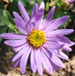 Aster amellus