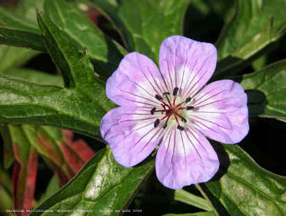Geranium wallichianum 'Buxton's Variety'