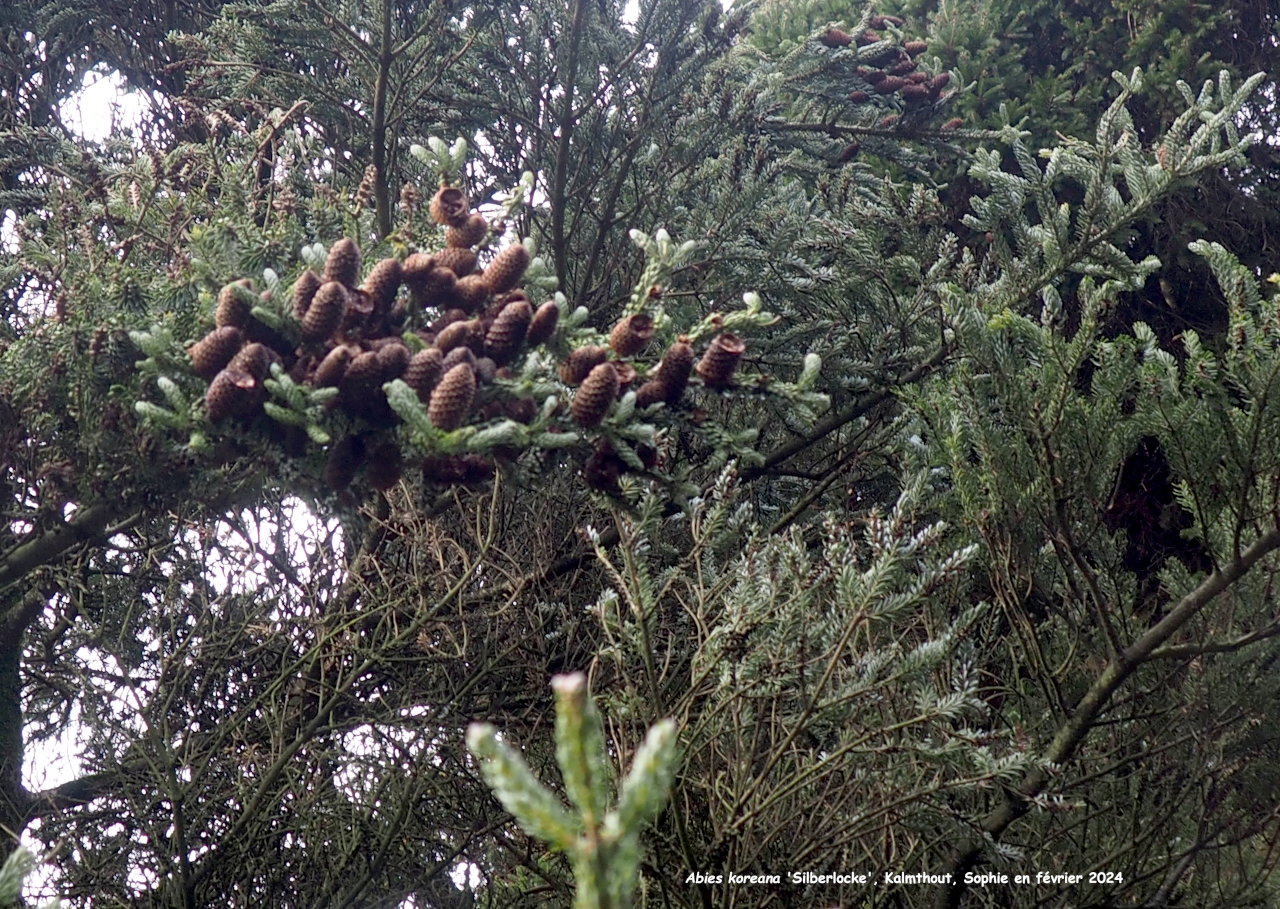 Abies koreana  Silberlocke'