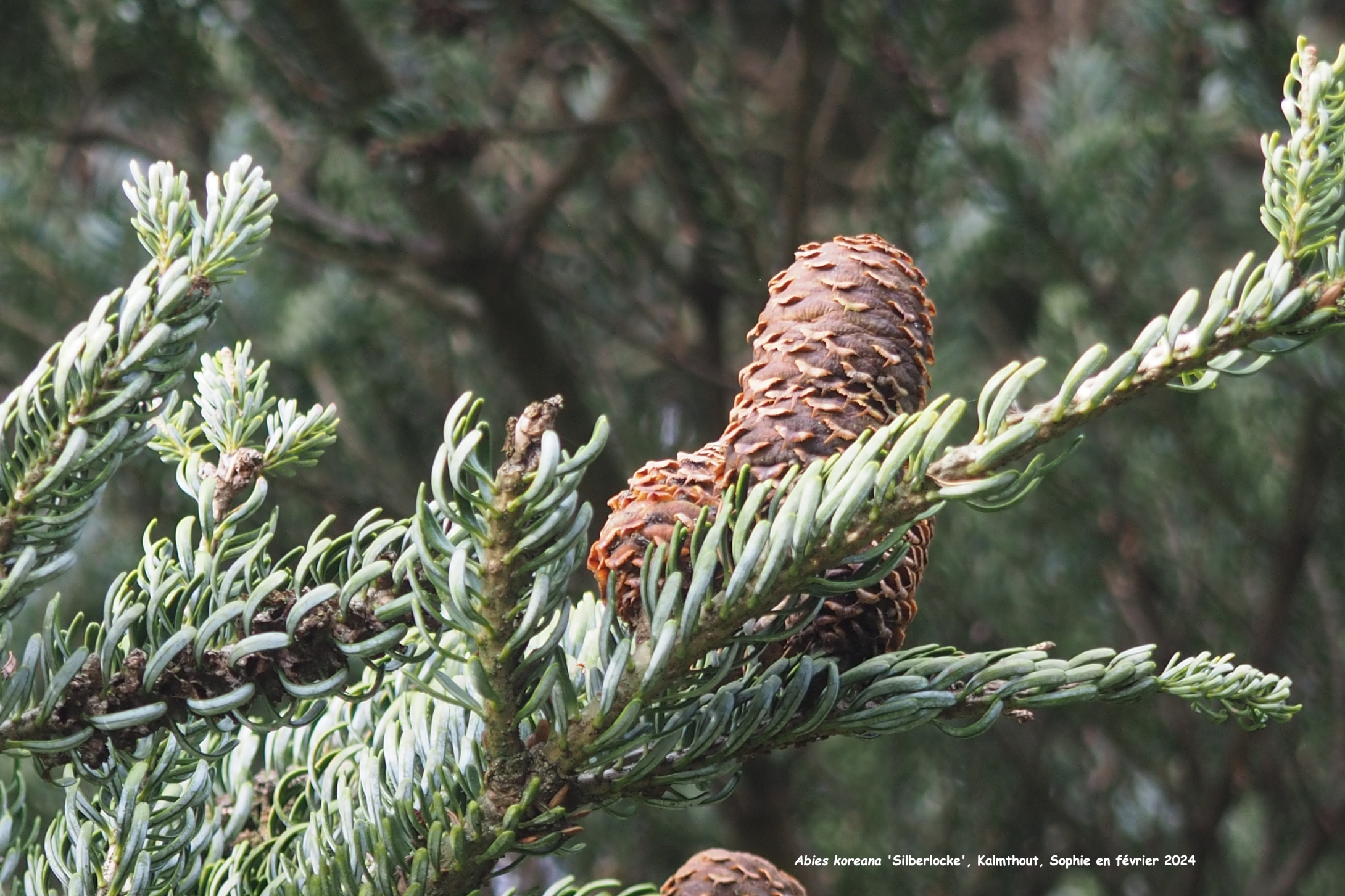 Abies koreana  Silberlocke'
