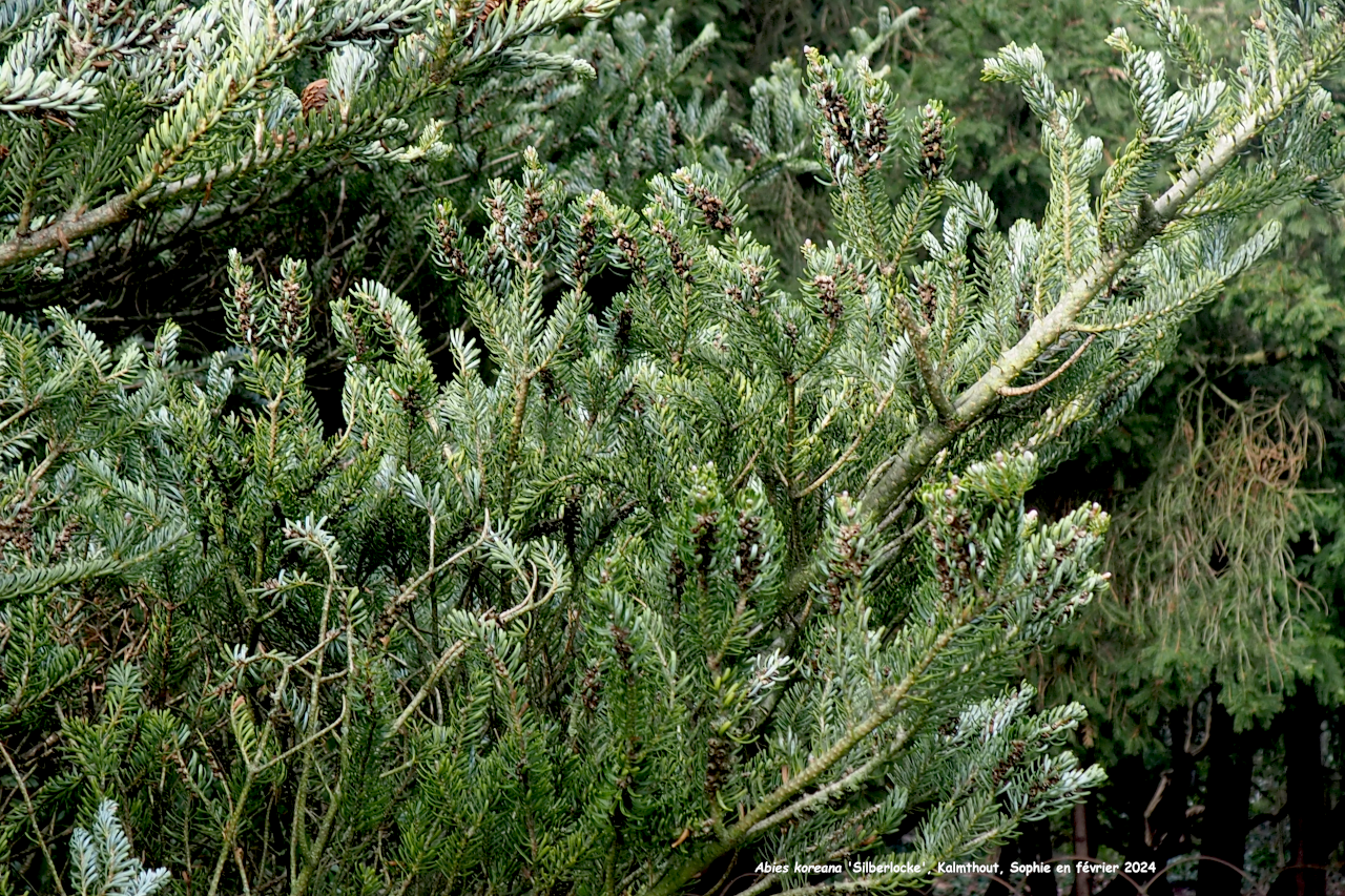 Abies koreana  Silberlocke'