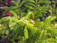 Abies nebrodensis 'Sicilian Gold'