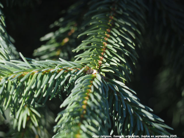 Abies religiosa