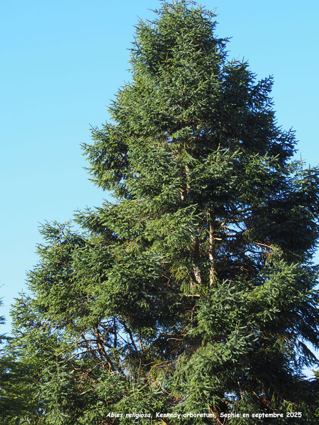 Abies religiosa