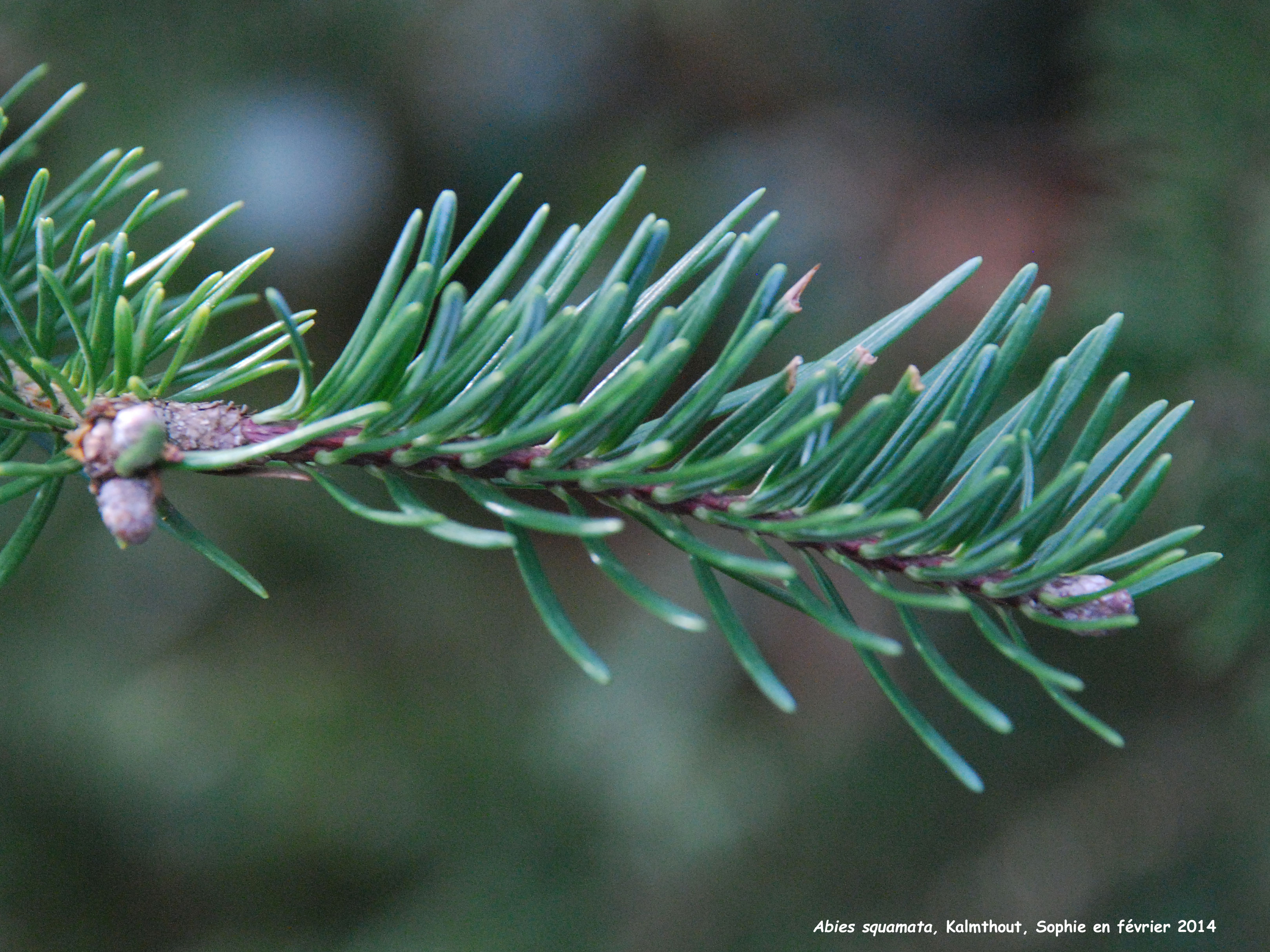 Abies squamata