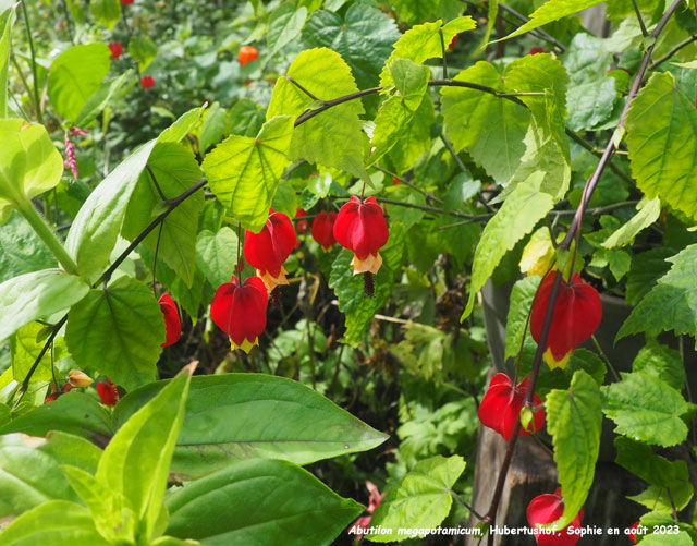 Abutilon megapotamicum