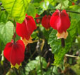 Abutilon megapotamicum