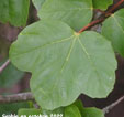 Acer x coriaceum