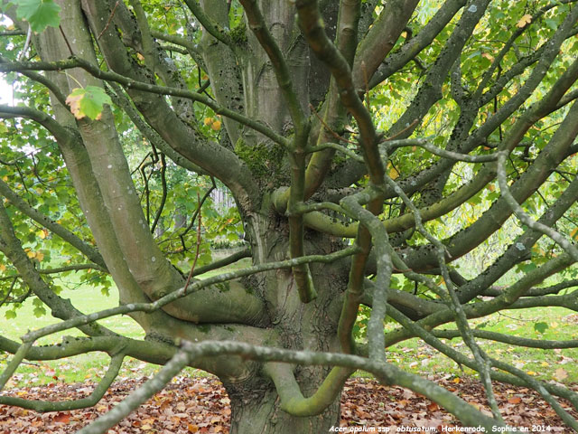 Acer opalus ssp. obtusatum