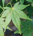 Acer palmatum 'Aoyagi'