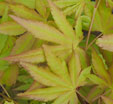 Acer palmatum 'Cascade Gold'