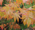 Acer palmatum 'dna Bergman'