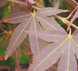 Acer palmatum 'Hamaotome'