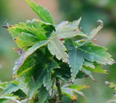 Acer palmatum 'Koto Hime'