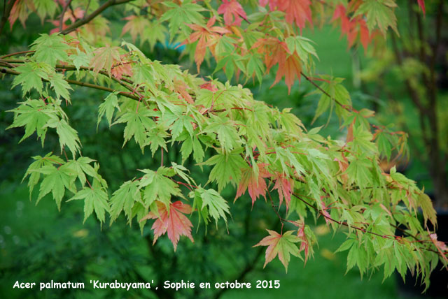 Acer palmatum 'Kurabuyama'
