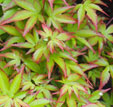 Acer palmatum 'Murei-hibari'