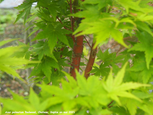 Acer palmatum 'Red Wood'