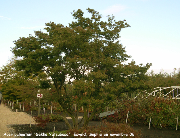 Acer palmatum 'Sekka Yatsubusa'