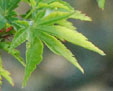 Acer palmatum 'Shishigashira''