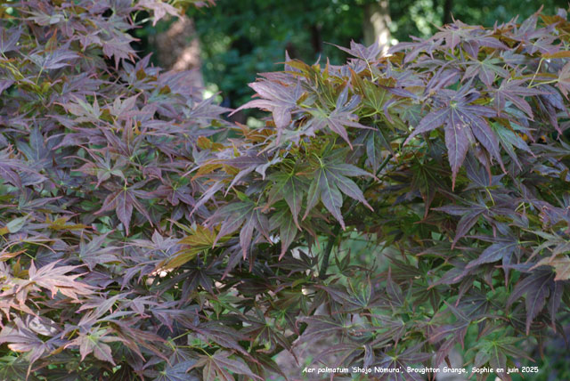 Acer plamatum 'Shôjô-Nomura'