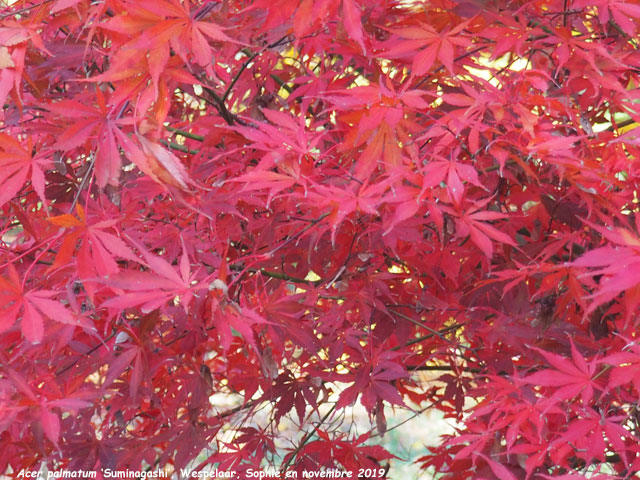 Acer palmatum 'Shôjô-Nomura'