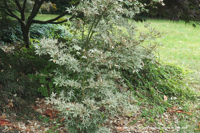 Acer palmatum 'Uki-gumo'