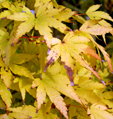 Acer palmatum 'Waka Momiji'