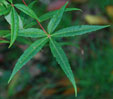 Acer pensylvanicum 'Erythrocladum'