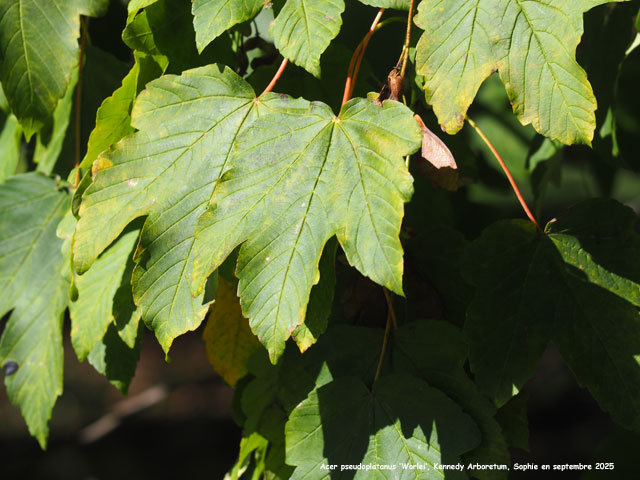 Acer pseudoplatanus 'Worley'