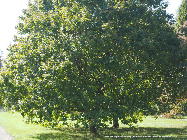 Acer pseudoplatanus 'Worley'