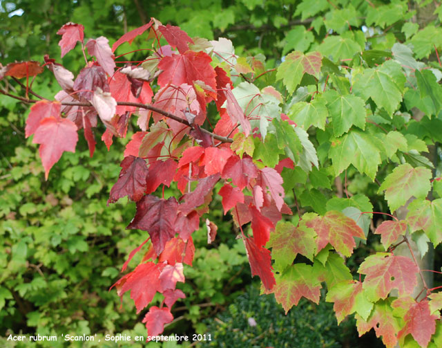 Acer rubrum 'October Glory