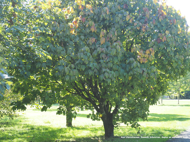 Acer sterculiaceum