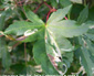 Acer palmatum 'Asahi-Zuru'