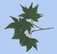 Acer plamatum