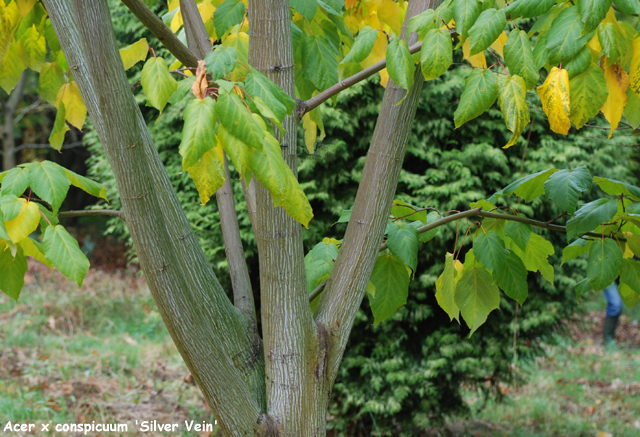 Acer x conspicuum 'Silver Vein'