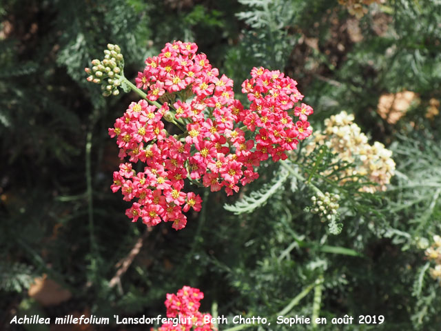 Achillea millefolium 'Lansdorferglut'