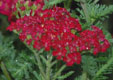chillea millefolium 'Red Velvet'