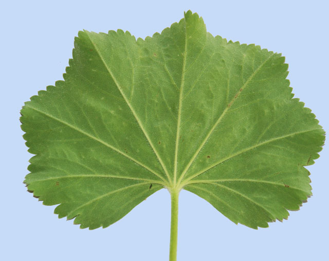 Alchemilla mollis