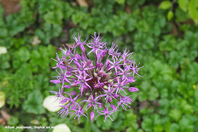 Allium jesdianum 'Shing'