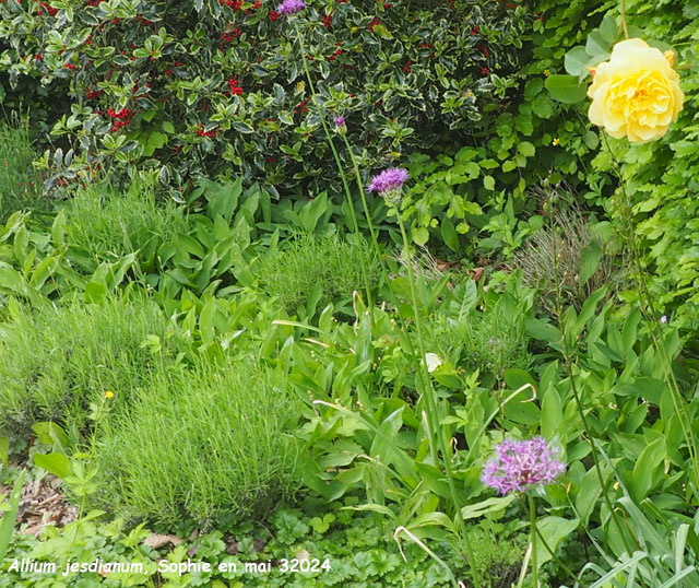 Allium jesdianum 'Shing'