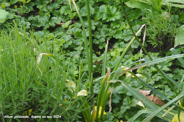 Allium jesdianum