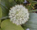 Allium karataviense 'Ivory Queen'