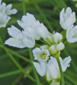 Allium zebdanense
