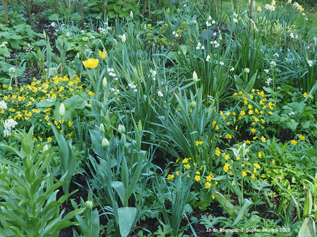Anemone ranunculoides