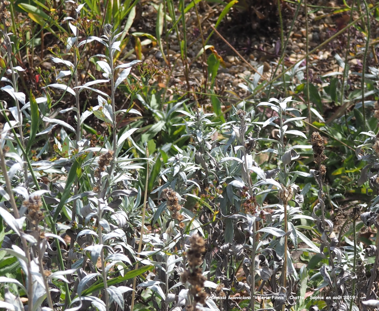 Artemisia ludoviciana 'Valerie Finnis'