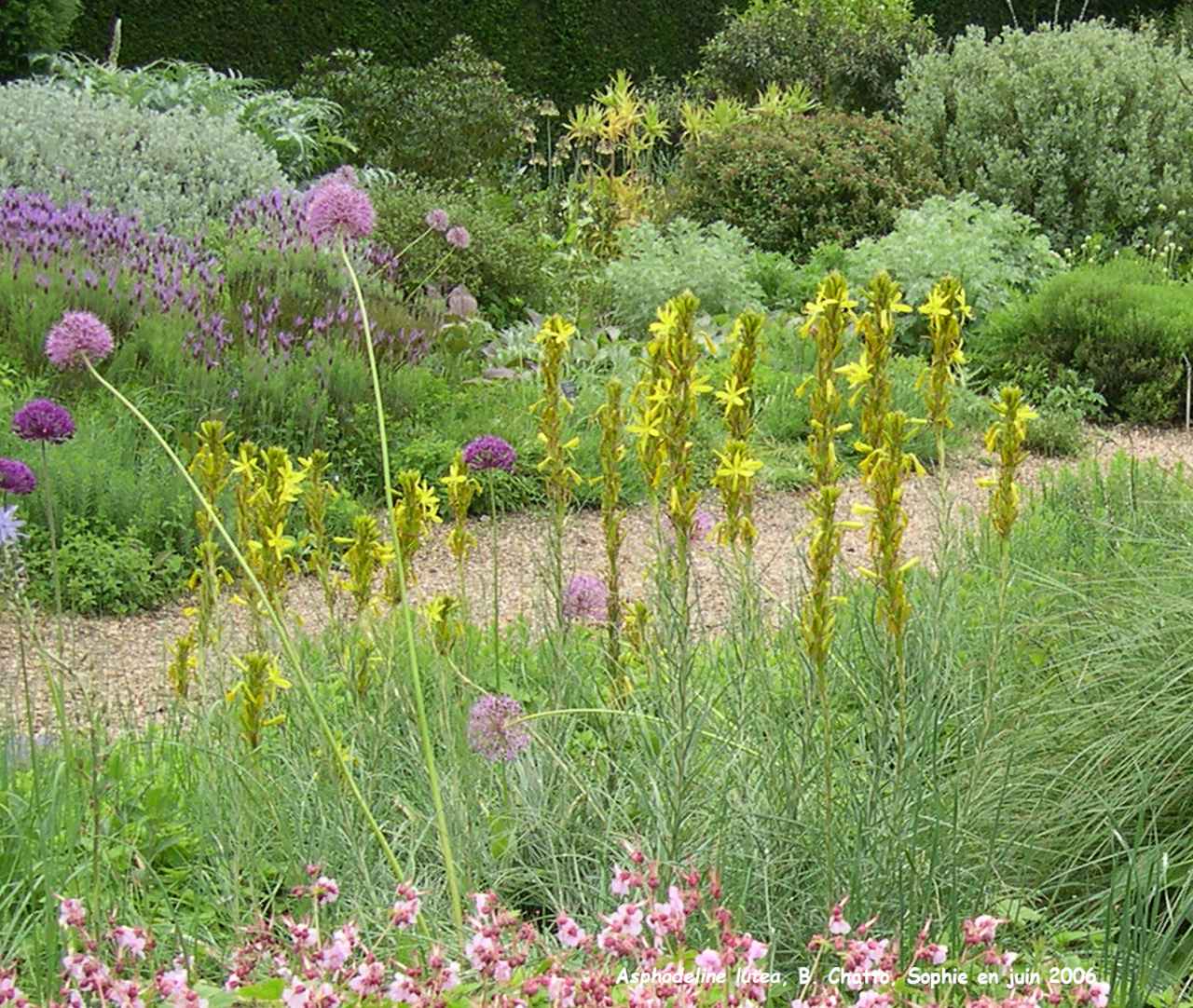 Asphodeline lutea