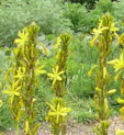 Asperula taurina