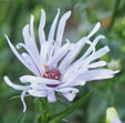Aster 'Chilly Fingers'