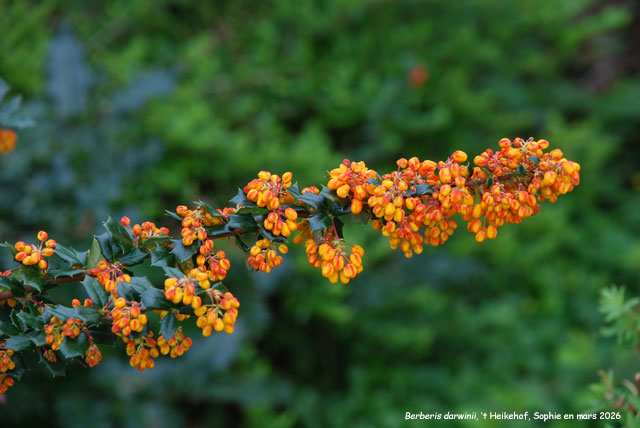 Berberris darwinii