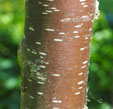 Betula delavayi